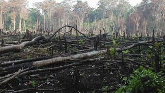 Ending The Illegal Lumber and Timber Industries In The Philippines and Globally