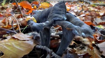 Black trumpet - Edible mushrooms of the world