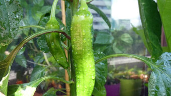 Big things in a small space - my balcony garden this year