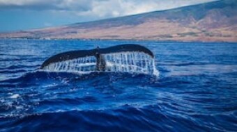 Crypto Whales