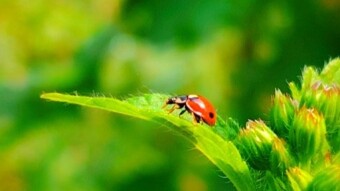 Videography of a cute ladybug insect.