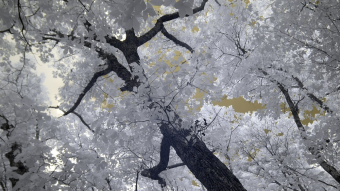 Tree lines on the Pinhoti Trail - Infrared Photography
