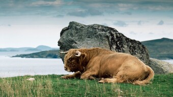 Clear Signs of Retail Bull Awakening, While Grayscale Bought Eight Times The BTC Mined in a Day