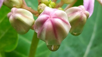 WATER DROPS Photography.
