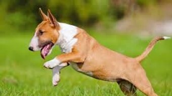 Bull Terrier