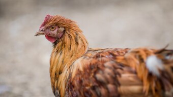 5 (real) Reasons Why the Chicken Crossed the Road