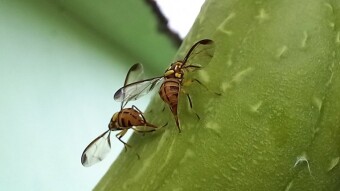 Insect Photography.