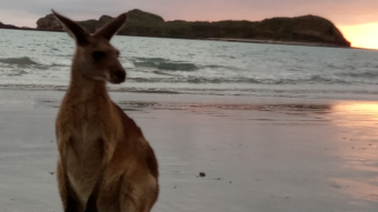 Australia 2020 North Shore Beach (5.12)