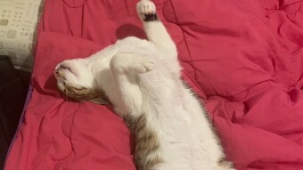 LOCOstories #45 Is this an ordinary sleeping position???