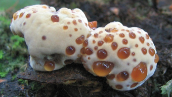 Mushrooms occurring in Europe - Inonotus radiatus