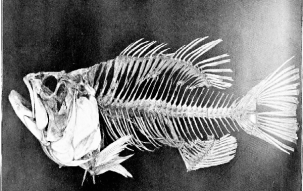 What To Do, If A Fish Thorn Stuck In Your Throat?