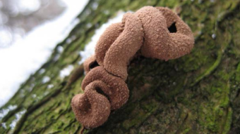 Mushrooms occurring in Europe - Encoelia furfuracea