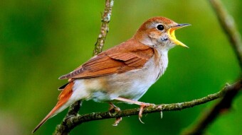 What Is The Role of Chirping in Persian Singing? | A Song of Love & Rain