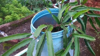 Photography of dragonfruit tree.