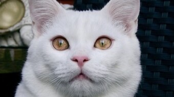 My Little Kitty......Cooki! :( Has left the Home