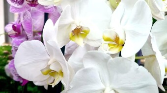 Moth orchid flower photography