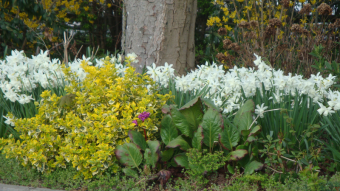 Flowers In My Garden - A Picture Tells A Thousand Words ~ 001