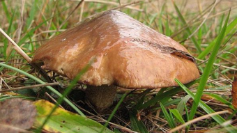 Mushrooms occurring in Europe - Suillus luteus