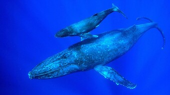 Whale Swims with a Bigger Whale