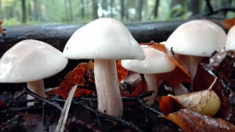 Ivory waxy cap - Little known edible mushrooms