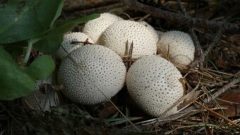 October hunting with a camera - mushrooms in bloom and at the end of their life - rough puffball
