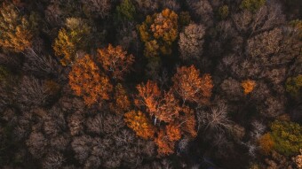 Droning with the Kids