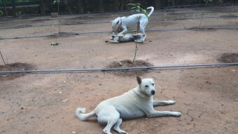 Petting sessions that my free roaming dog buddies enjoy!!