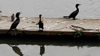 Submarine Ducks  🦆 and Swan 🦢 Video