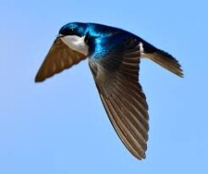 The city swallow