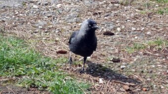 Finally it got warm and spring - My Actifit Report Card: April 12 2025