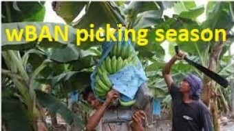 Banano Picking Season Starting on BSC - Wrapped Banano (wBAN) is now live!
