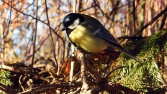 Early spring meeting with tits and more