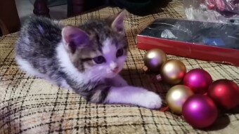 A Really Happy Catsmas Fairy Tale! The Story Of How We Saved A Little Kitten's Life On Christmas!