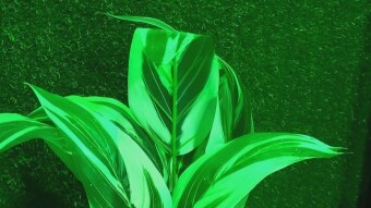 Artificial leaves tree photography.