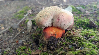 Rubroboletus legaliae - Rainbow in the forest