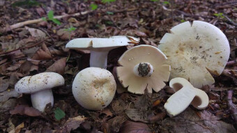 Blancaccio - Stinging crust - Little-known edible mushrooms - Lactarius piperatus