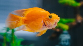 Aquarium