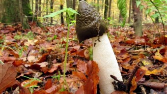 Can a fungus hatch from an egg? - Common Stinkhorn (Phallus impudicus)