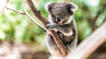 Koala