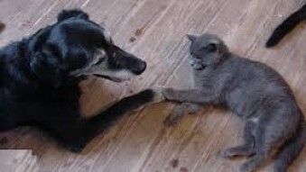 Some Quirky Things About Left-Pawed Cats And Dogs