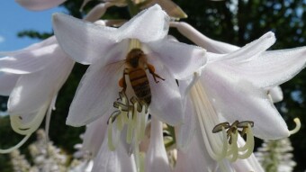 Siebold's plantain lily is one of the most beautiful, melliferous garden flowers