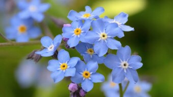 Forget Me Not