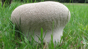 Mushrooms occurring in Europe - Lycoperdon utriforme