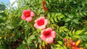 Creeping Trumpet Vine