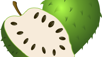 THE HEALING PROPERTIES OF SOURSOP (Annona muricata)