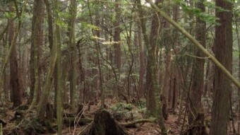 Suicide Forest