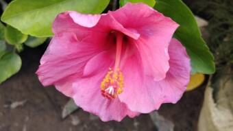 Joba flower photography