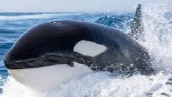 Bitcoin's Run, XRP'S Utility To Bring An $8,300 XRP? And WHALES Selling BTC For XRP?