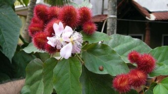 Brought from Martinique 5 years ago Arnota (Bixa orellana) is doing well