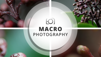 Macro Photography Session | Skimmia japonica